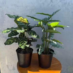 Calathea Assorted Live Plant Set - 2 Prayer Plants - 4 inch Pots - Indoor - Image 6