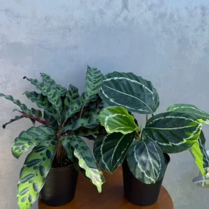 Calathea Assorted Live Plant Set - 2 Prayer Plants in 4 inch Pots - Indoor - Image 3