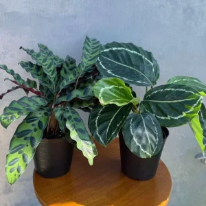 Calathea Assorted Live Plant Set - 2 Prayer Plants in 4 inch Pots - Indoor - Image 1
