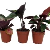 Calathea Assortment Live Plant 3 Pack in 2-inch Pots - Indoor Tropical Foliage - Image 1
