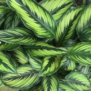 Calathea Beauty Star Peacock Plant - Live Indoor Houseplant - 4 inch Pot - Image 2