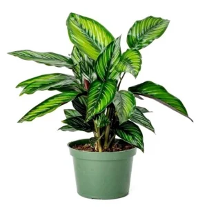 Calathea Beauty Star Peacock Plant - Live Indoor Houseplant - 4 inch Pot - Image 3
