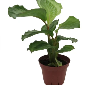 Calathea Bicajoux Live Plant – Prayer Plant – 4 inch Pot – Indoor - Image 2