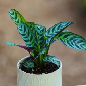 Calathea Burle Marx Live Plant - 3 inch Nursery Pot - Pet-Friendly Houseplant - Image 1