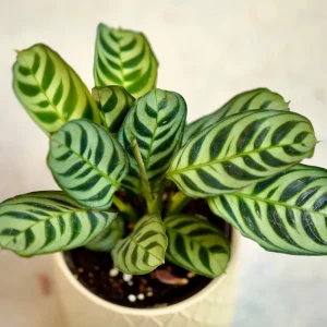 Calathea Burle Marx Live Plant - 3 inch Nursery Pot - Pet-Friendly Houseplant - Image 3