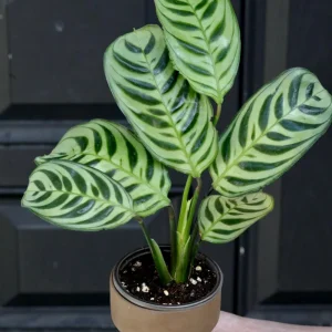 Calathea Burle Marx Live Plant – 3 inch Nursery Pot – Indoor Houseplant - Image 3