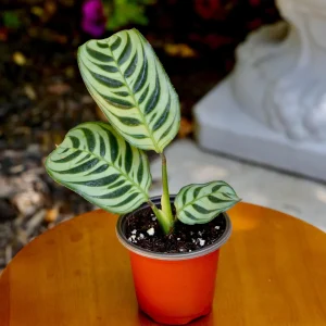 Calathea Burle Marx Live Plant – 3 inch Nursery Pot – Indoor Houseplant - Image 3