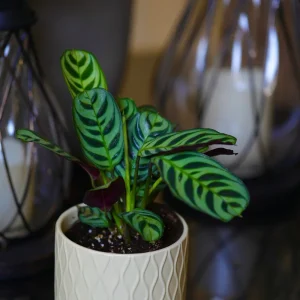 Calathea Burle Marx Live Plant - 3 inch Nursery Pot - Pet-Friendly Houseplant - Image 4