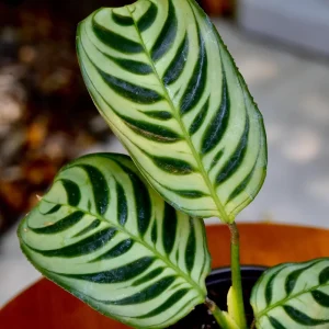 Calathea Burle Marx Live Plant – 3 inch Nursery Pot – Indoor Houseplant - Image 4