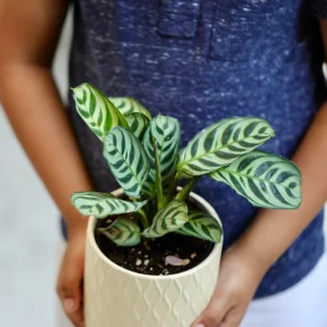 Calathea Burle Marx Live Plant - 3 inch Nursery Pot - Pet-Friendly Houseplant - Image 8