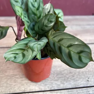 Calathea Burle Marx Live Plant - Fishbone Prayer Plant in 4