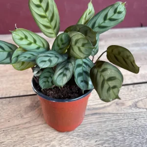 Calathea Burle Marx Live Plant - Fishbone Prayer Plant in 4
