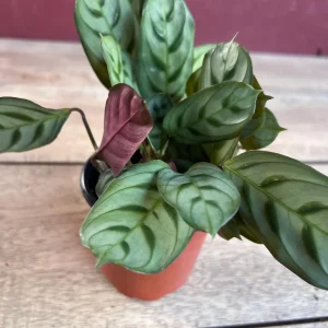 Calathea Burle Marx Live Plant - Fishbone Prayer Plant in 4