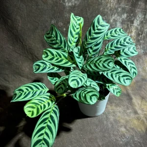Calathea Burle Marx Live Plant in 6 inch Pot - Potted Houseplant, Air Purifier - Image 3