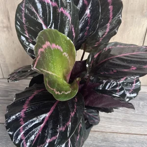 Calathea Dottie Live Plant – 6-inch Potted Houseplant – Pink & Black Foliage Indoor - Image 2