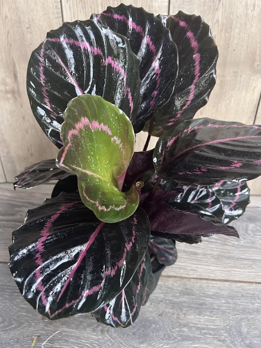 Calathea Dottie Live Plant – 6-inch Potted Houseplant – Pink & Black Foliage Indoor - Image 2