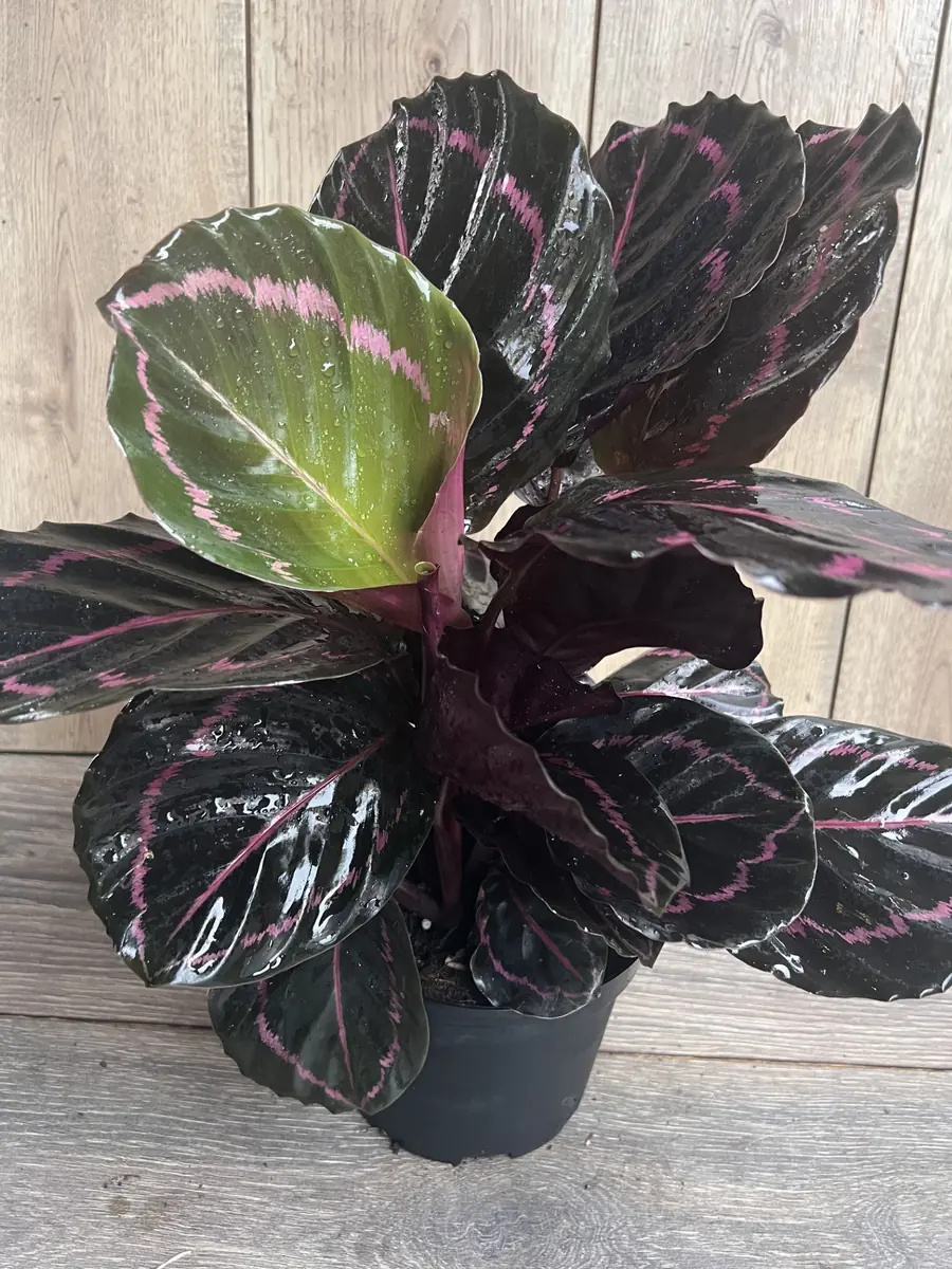 Calathea Dottie Live Plant – 6-inch Potted Houseplant – Pink & Black Foliage Indoor - Image 3