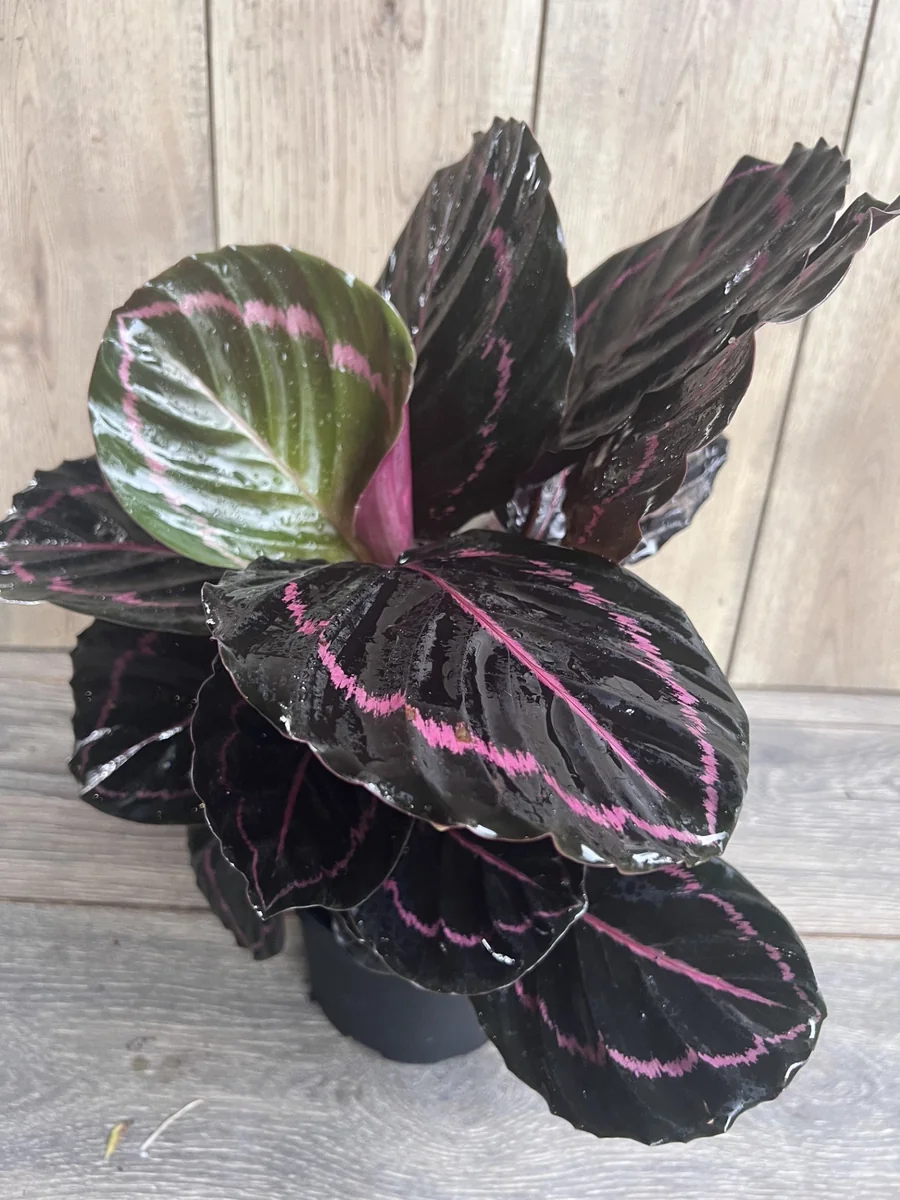 Calathea Dottie Live Plant – 6-inch Potted Houseplant – Pink & Black Foliage Indoor - Image 4