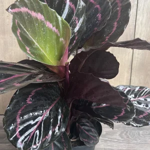 Calathea Dottie Live Plant – 6-inch Potted Houseplant – Pink & Black Foliage Indoor - Image 5