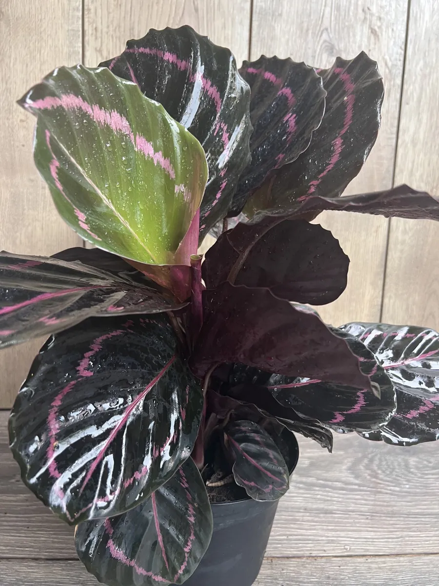 Calathea Dottie Live Plant – 6-inch Potted Houseplant – Pink & Black Foliage Indoor - Image 5