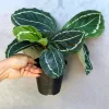 Calathea Green Lipstick Live Plant – 4 inch Potted Indoor Houseplant - Image 1
