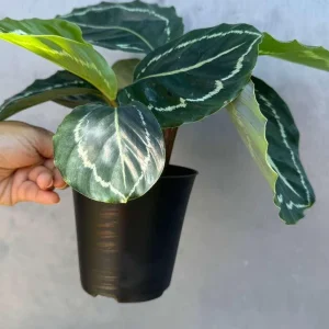 Calathea Green Lipstick Live Plant – 4 inch Potted Indoor Houseplant - Image 4