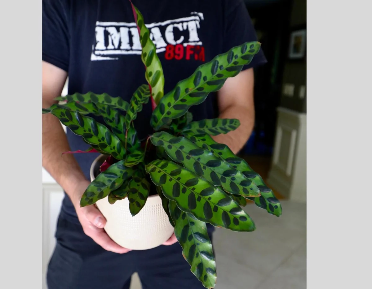Calathea Lancifolia Live Plant – Rattlesnake Plant – 6 inch Nursery Pot – Indoor Air Purifier - Image 2