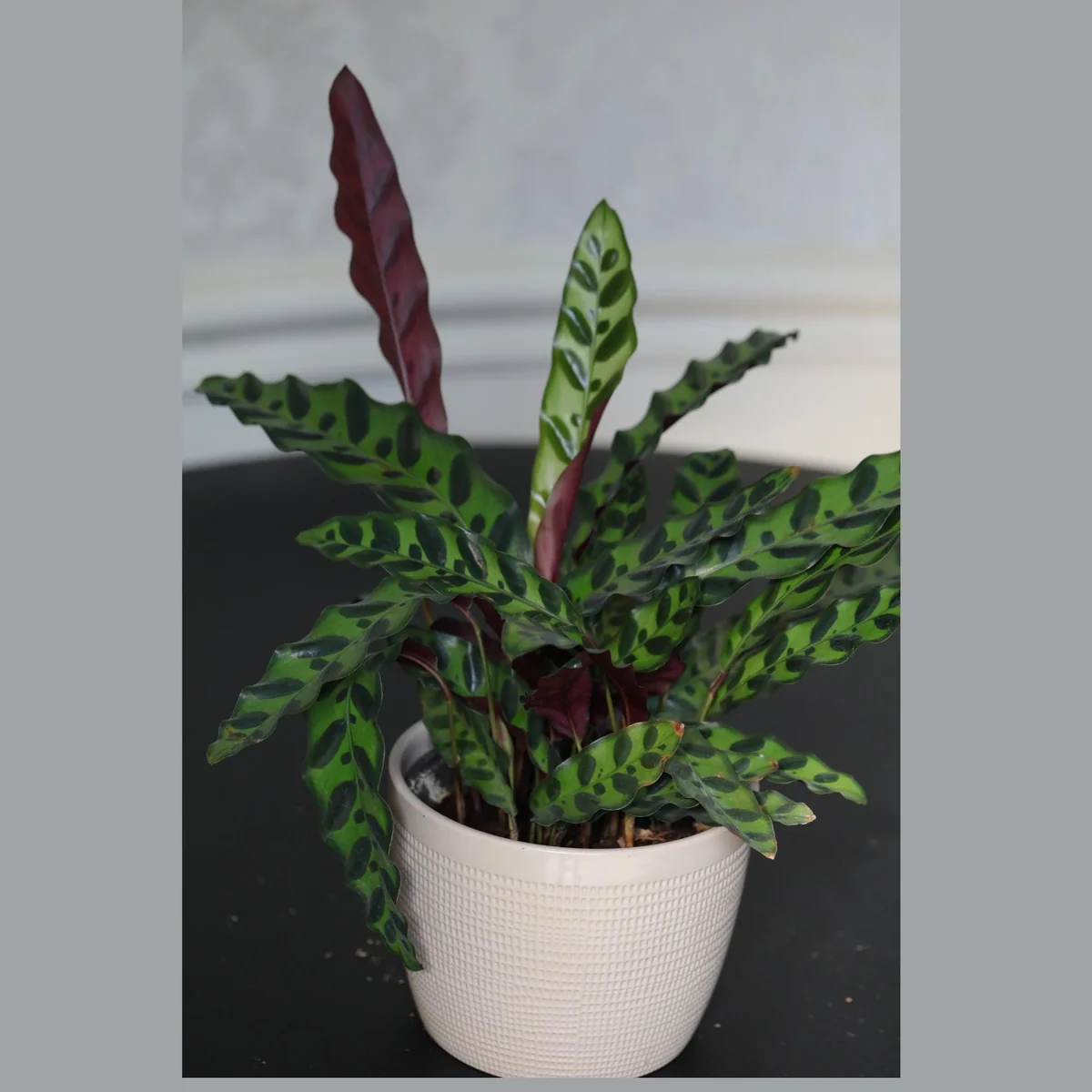 Calathea Lancifolia Live Plant – Rattlesnake Plant – 6 inch Nursery Pot – Indoor Air Purifier - Image 1