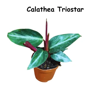 Calathea Live Plant Set Assorted - 2” Potted Prayer Plants - Calathea Roseopicta Rosy, Lancifolia, Dottie, Makoyana - Gift Houseplants - Image 10