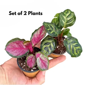 Calathea Live Plant Set Assorted - 2” Potted Prayer Plants - Calathea Roseopicta Rosy, Lancifolia, Dottie, Makoyana - Gift Houseplants - Image 4