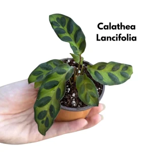 Calathea Live Plant Set Assorted - 2” Potted Prayer Plants - Calathea Roseopicta Rosy, Lancifolia, Dottie, Makoyana - Gift Houseplants - Image 7