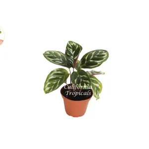 Calathea Makoyana Live Plant – 2 inch Pot – Indoor Peacock Plant - Image 1