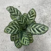 Calathea Makoyana Live Plant – Peacock Plant – 4 inch Grow Pot – Indoor Houseplant - Image 1