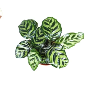 Calathea Makoyana Peacock Plant - 6'' Live Potted Houseplant Indoor - Image 2