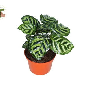 Calathea Makoyana Peacock Plant - 6'' Live Potted Houseplant Indoor - Image 1