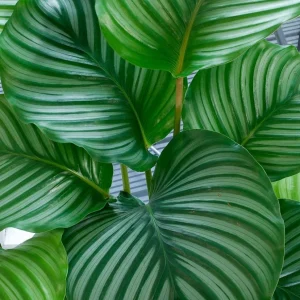 Calathea Orbifolia Live Plant – Peacock Plant – Potted Houseplant – 4 inch Pot – Indoor - Image 3