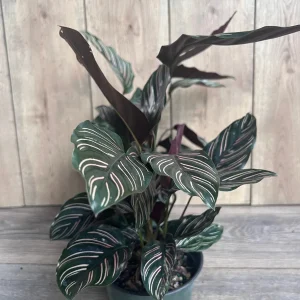 Calathea Ornata Live Plant – 6 Inch Pot – Indoor Prayer Plant with Pink Stripes - Image 6