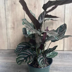 Calathea Ornata Live Plant – 6 Inch Pot – Indoor Prayer Plant with Pink Stripes - Image 7