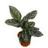 Calathea Ornata Pinstripe Live Plant - 4 inch Grow Pot - Easy Care Indoor Houseplant - Image 1