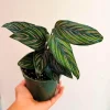Calathea Ornata Pinstripe Live Plant – 4 inch Grow Pot – Indoor Houseplant - Image 1