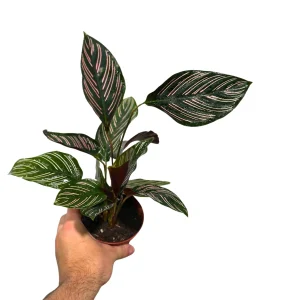 Calathea Ornata Pinstripe Live Plant - 4 inch Grow Pot - Easy Care Indoor Houseplant - Image 4
