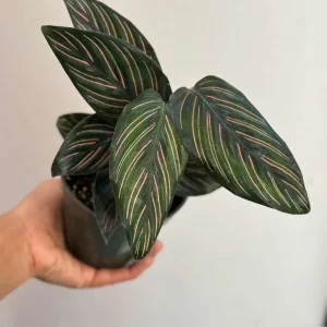 Calathea Ornata Pinstripe Live Plant – 4 inch Grow Pot – Indoor Houseplant - Image 4