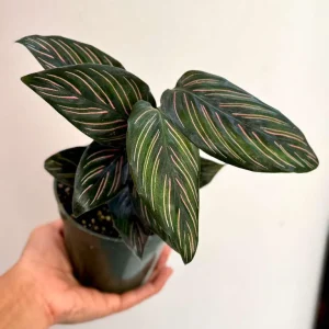 Calathea Ornata Pinstripe Live Plant – 4 inch Grow Pot – Indoor Houseplant - Image 6