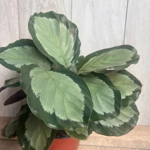 Calathea Picturata Live Plant – 6 Inch Pot – Indoor Houseplant for Home & Office - Image 3