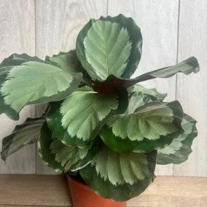 Calathea Picturata Live Plant – 6 Inch Pot – Indoor Houseplant for Home & Office - Image 4