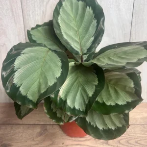 Calathea Picturata Live Plant – 6 Inch Pot – Indoor Houseplant for Home & Office - Image 5