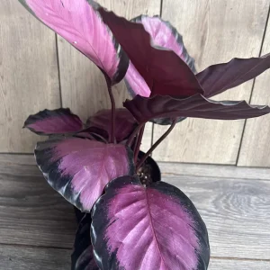 Calathea Pink Star Live Plant - 6 inch Pot - Stunning Indoor Houseplant - Image 5