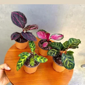 Calathea Prayer Plants Assorted Set of 4 Live Indoor Pet-Friendly Foliage - Image 2