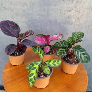 Calathea Prayer Plants Assorted Set of 4 Live Indoor Pet-Friendly Foliage - Image 3