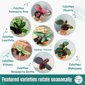 Calathea Prayer Plants Assorted Set of 4 Live Indoor Pet-Friendly Foliage - Image 4